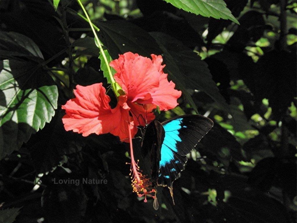 Hibiscus Lodge Bed & Breakfast Wongaling Beach Luaran gambar